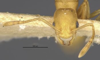 Media type: image;   Entomology 31156 Aspect: head frontal view